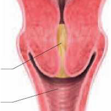 Discharging of the Mucus Plug