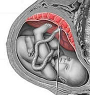 Functions Of The Placenta