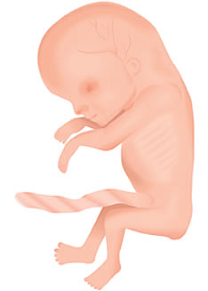 Pregnancy Development – Week 10 Artists Impression