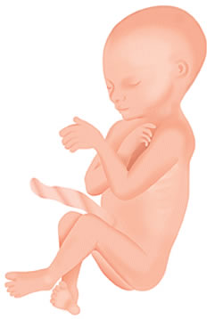 Pregnancy Development – Week 16 Artist Impression