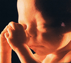 Pregnancy Developmet – Week 24-2