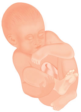 Pregnancy Development: Week 40 Artist Impression