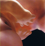 Week 8 Pregnancy Development – Artist Impression